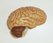 Fresh Brainz